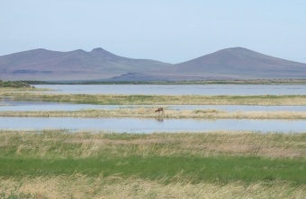Wetland Deer