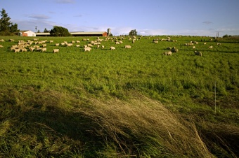 grazing sheep