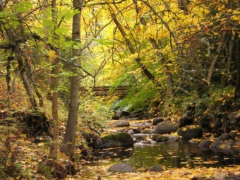 Lithia Creek in the fall