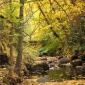Lithia Creek in the fall