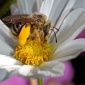 Plasterer Bee