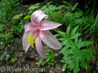 Washington Lily