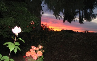 Sunset and Roses
