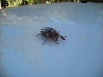 Hissing Beetle