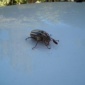 Hissing Beetle