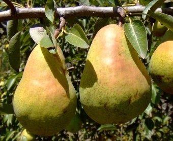 Good Bartlett Pears