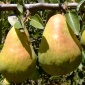 Good Bartlett Pears
