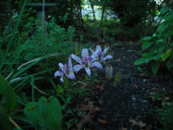 Toad Lily...
