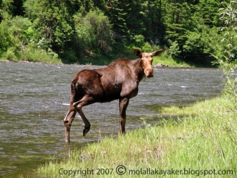 Oregon Moose