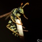 Paper Wasp #2
