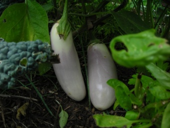 2 Lovely Eggplants...