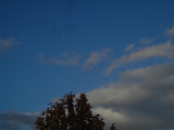 Canada Geese Over Willamette Mission State Park
