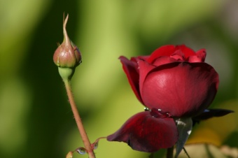 Oklahoma Red Rose 