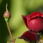 Oklahoma Red Rose 