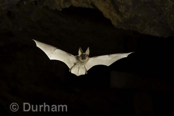 Townsend big-eared bat