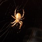 Pet spider